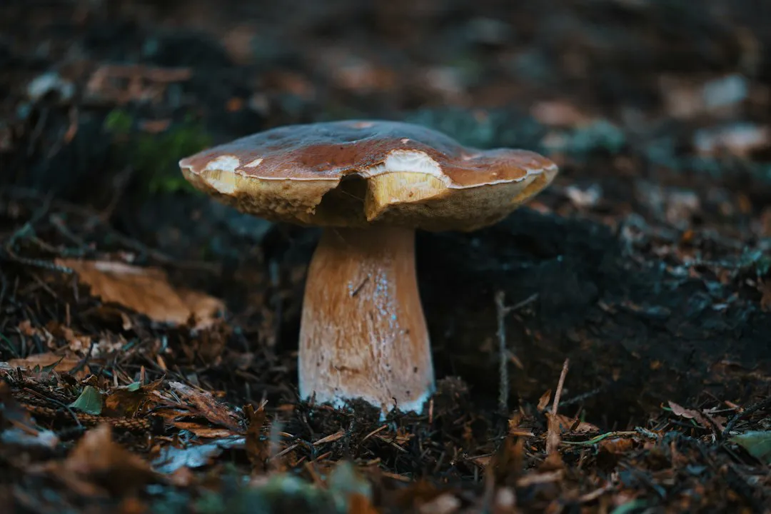 Porcini mushroom on the forest floor