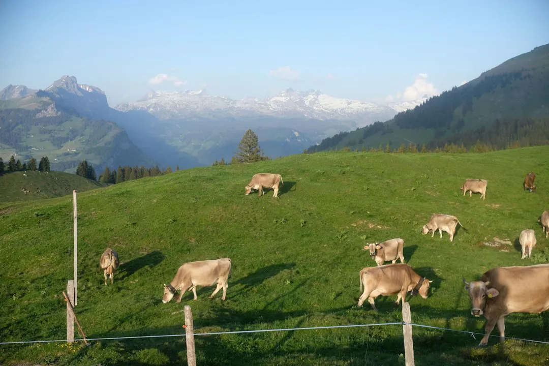 Cows grazing on a mountain pasture with peaks in the background